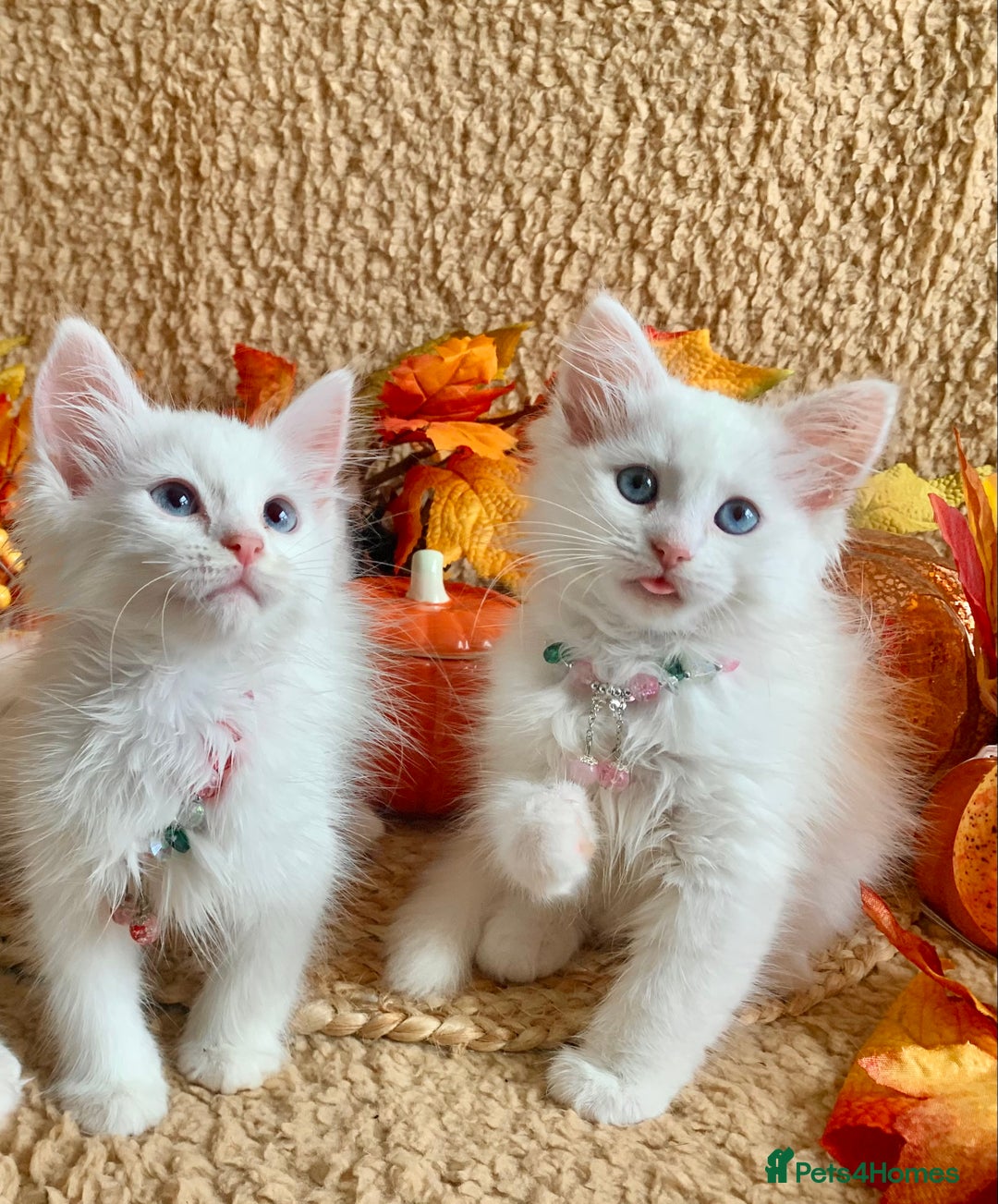 Siberian cats for sale: GORGEOUS PURE WHITE SIBERIAN KITTENS  - Image 3