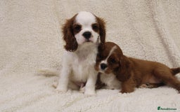 Cavalier King Charles Spaniel dogs for sale: Beautiful Cavalier king charles spaniel puppies - Image 8