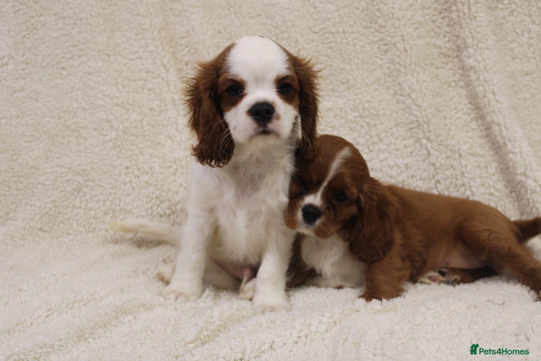 Cavalier King Charles Spaniel dogs for sale: Beautiful Cavalier king charles spaniel puppies - Image 8