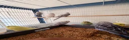 Budgerigars birds for sale: Budgies for sale  - Advert 6