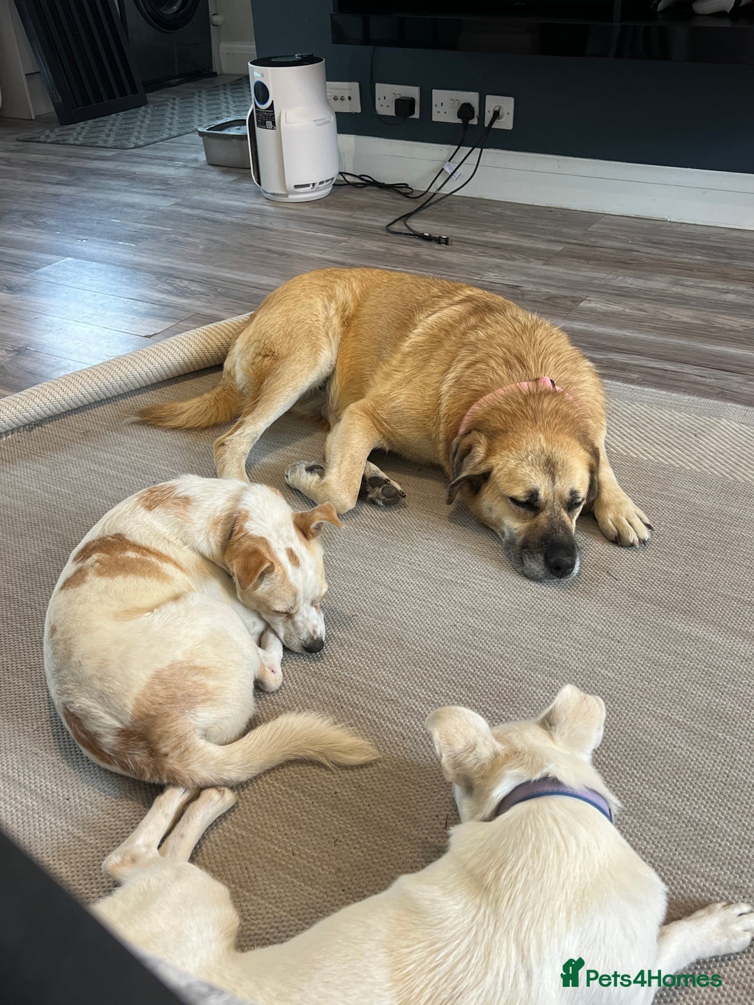 Mixed Breed dogs for adoption: 💖 Gentle Joky is waiting for her forever home! - Image 6