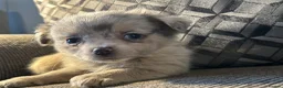 Chihuahua dogs for sale: Perfect Russian line chihuahua  - Advert 14