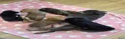 Mixed Breed dogs for sale: Lovely litter of beautiful shichis - Advert 1