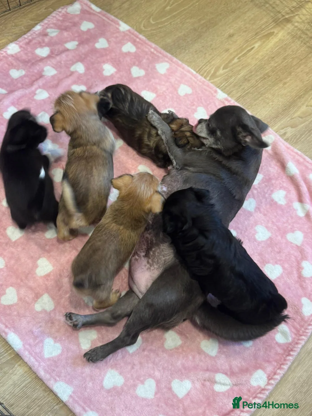 Mixed Breed dogs for sale: Lovely litter of beautiful shichis - Advert 1