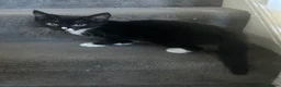 Domestic Shorthair cats for sale: Ready to be rehomed!  - Advert 2