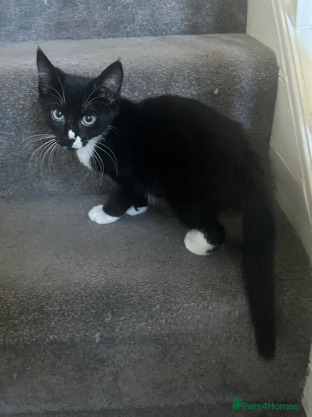 Domestic Shorthair cats for sale: Ready to be rehomed!  - Advert 2