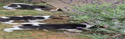 Beagle dogs for sale: Gorgeous KC reg puppies - Advert 37