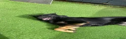 German Shepherd dogs for sale: Bruno German Shepherd  - Advert 9