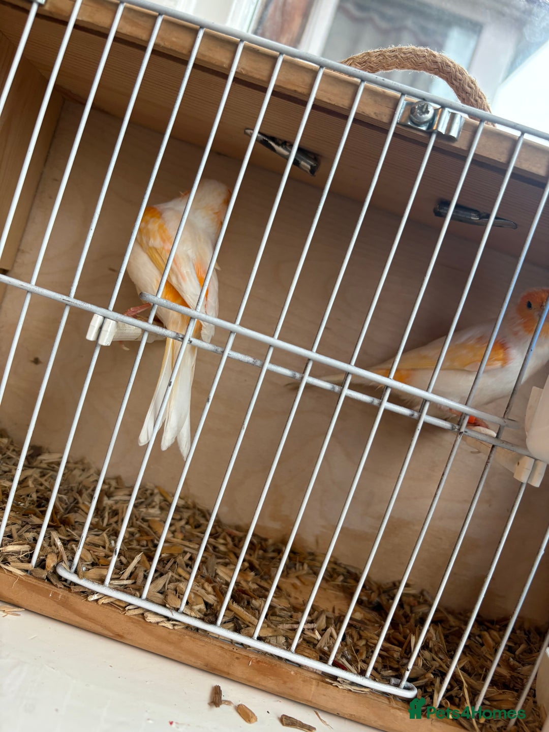Canaries birds for sale: 2 orange and white canaries  - Advert 4