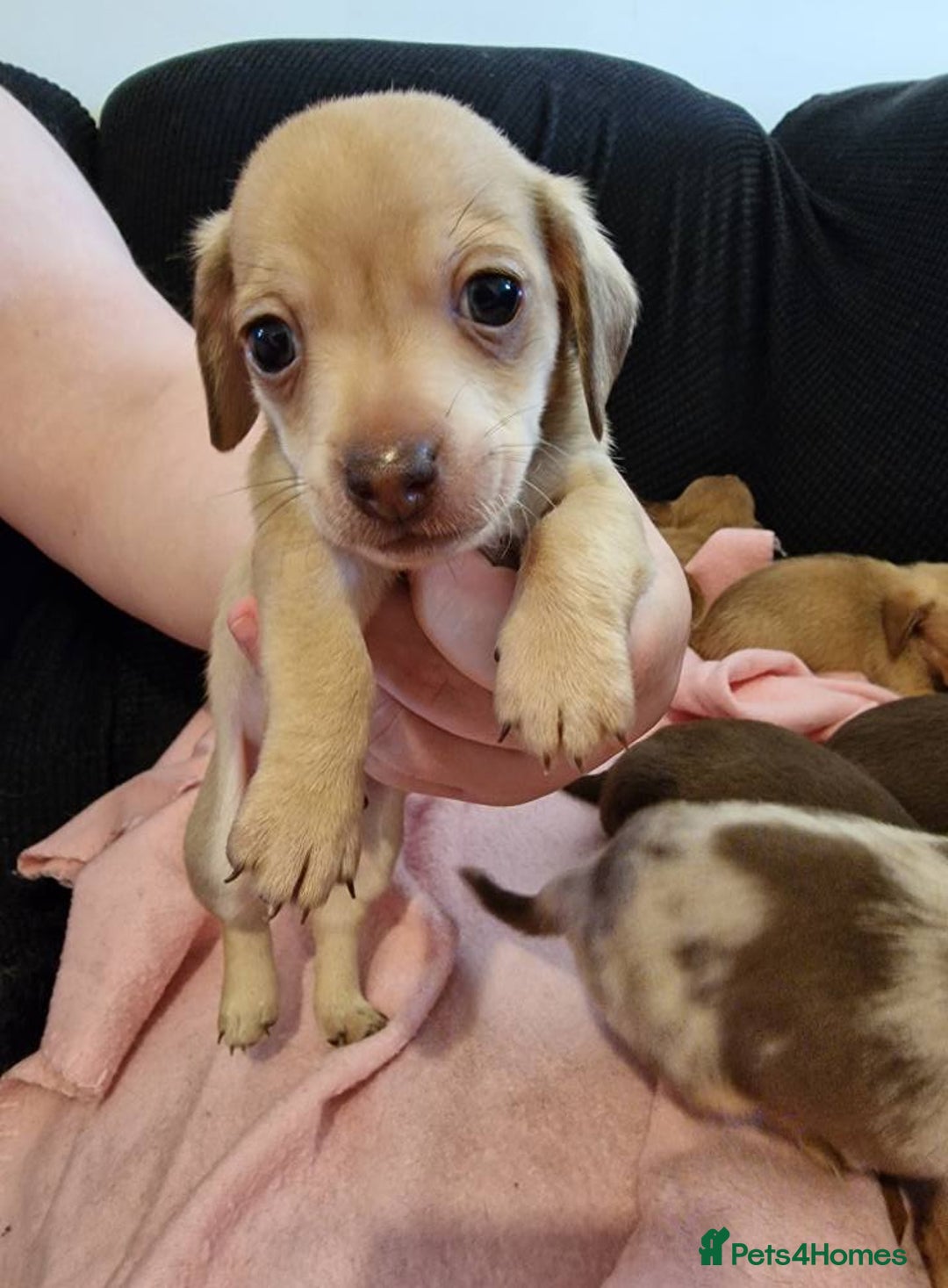 Chiweenie dogs for sale: 6 Chihuahua/Minature Dacshund Pups Ready to leave - Image 12