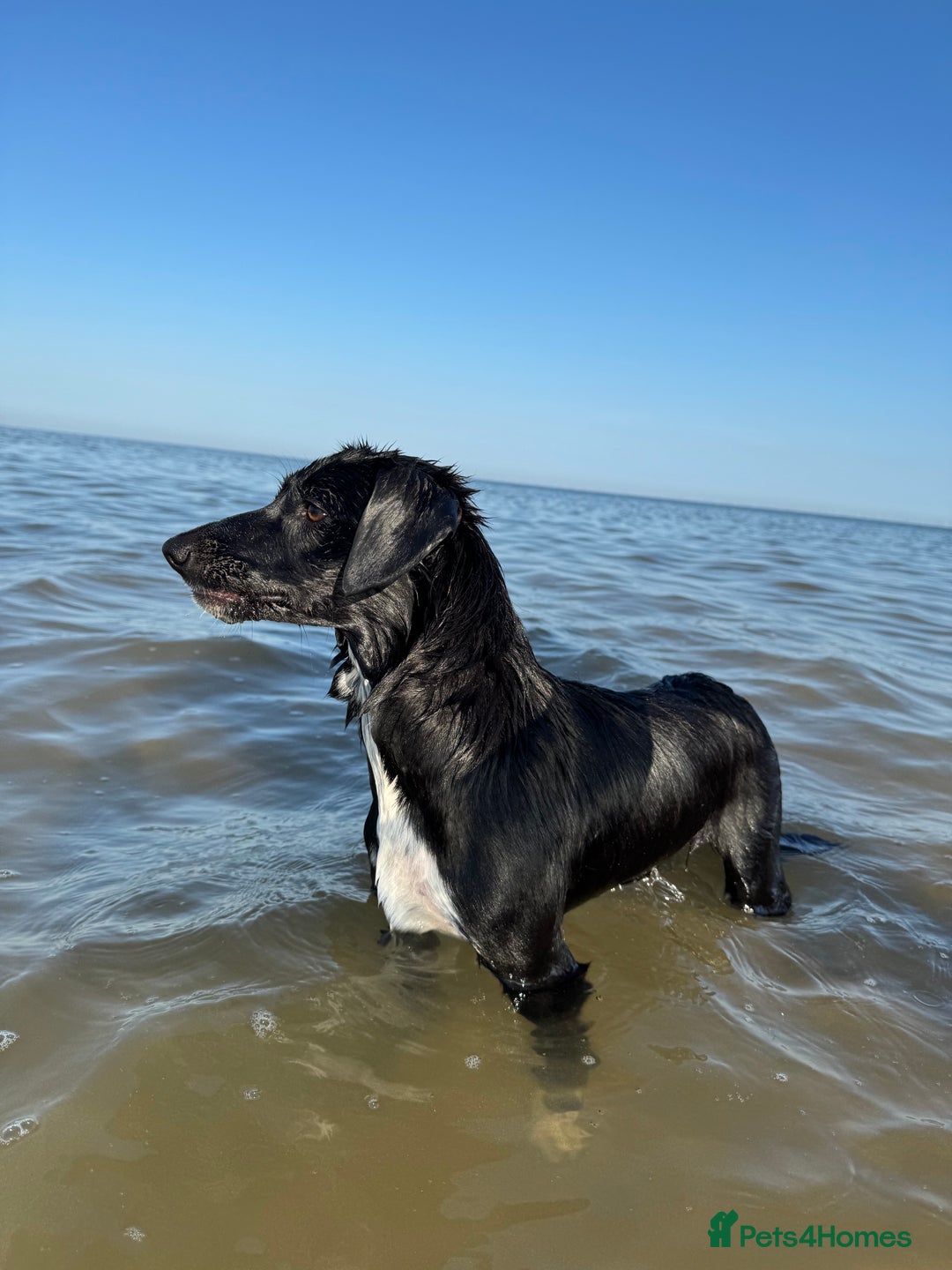 Mixed Breed dogs for sale: Collie x Cocker spaniel  - Advert 2