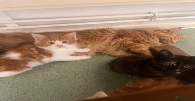 Mixed Breed cats - Advert 8
