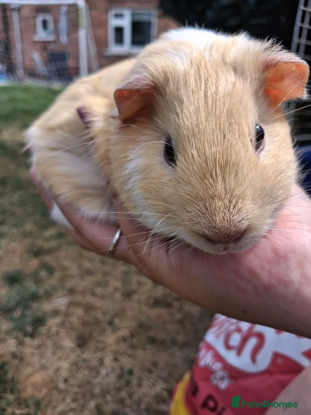 Guinea Pig rodents for sale: Gorgeous Dad & son - Advert 7