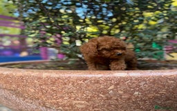 Toy Poodle dogs for sale: Adorable Toy Poodle Puppies  - Image 13