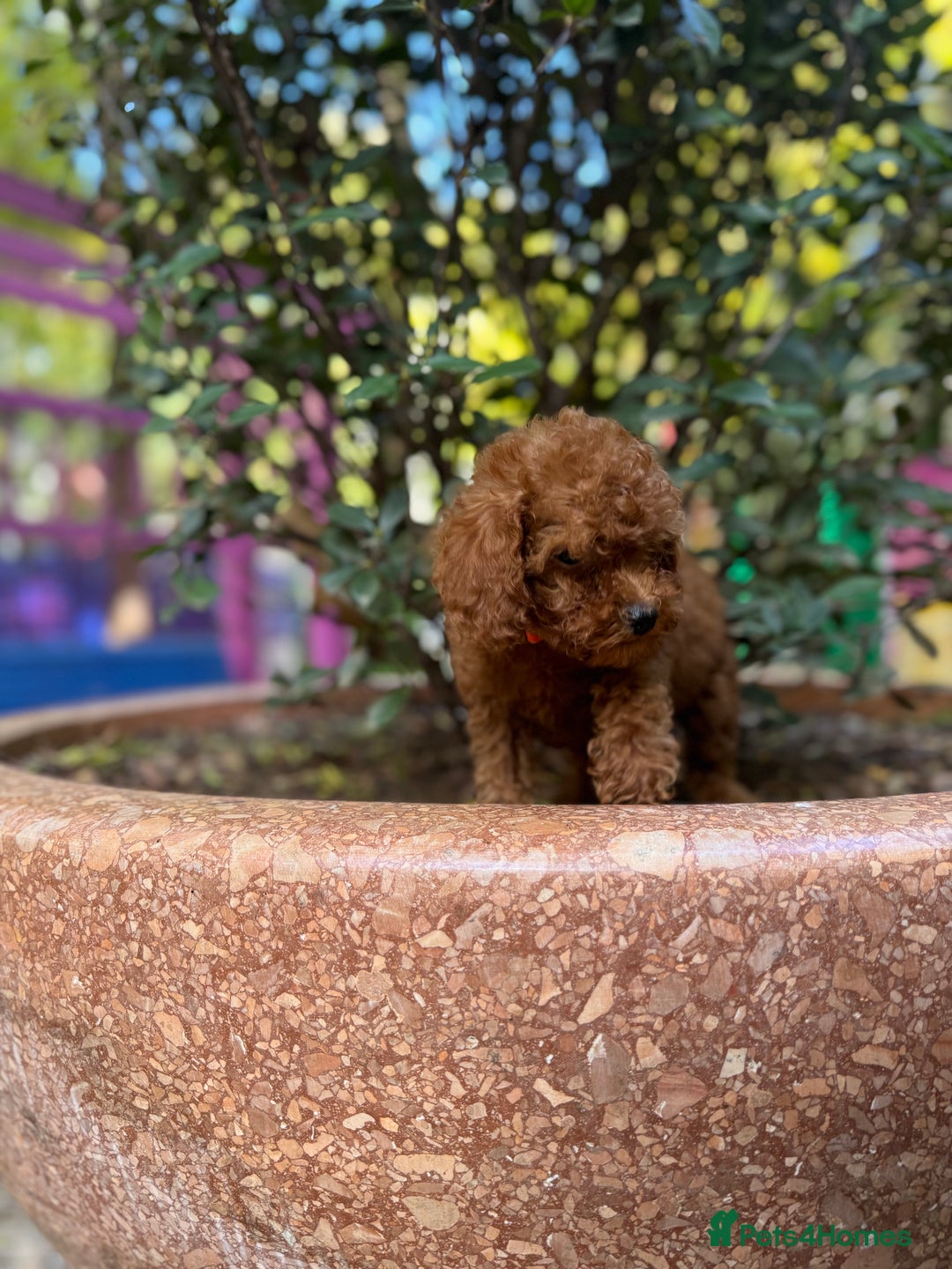 Toy Poodle dogs for sale: Adorable Toy Poodle Puppies  - Image 13