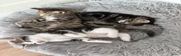 Mixed Breed cats for sale: 3 beautiful kittens  - Advert 8