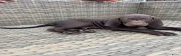 German Shorthaired Pointer dogs for sale: Beautiful KC GSP Puppies - Advert 6