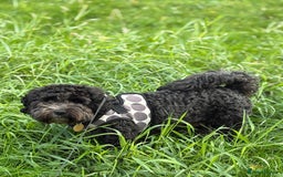 Cockapoo dogs for stud: Friendly and cuddly Cockerpoo, Ringo, for stud.  - Image 2