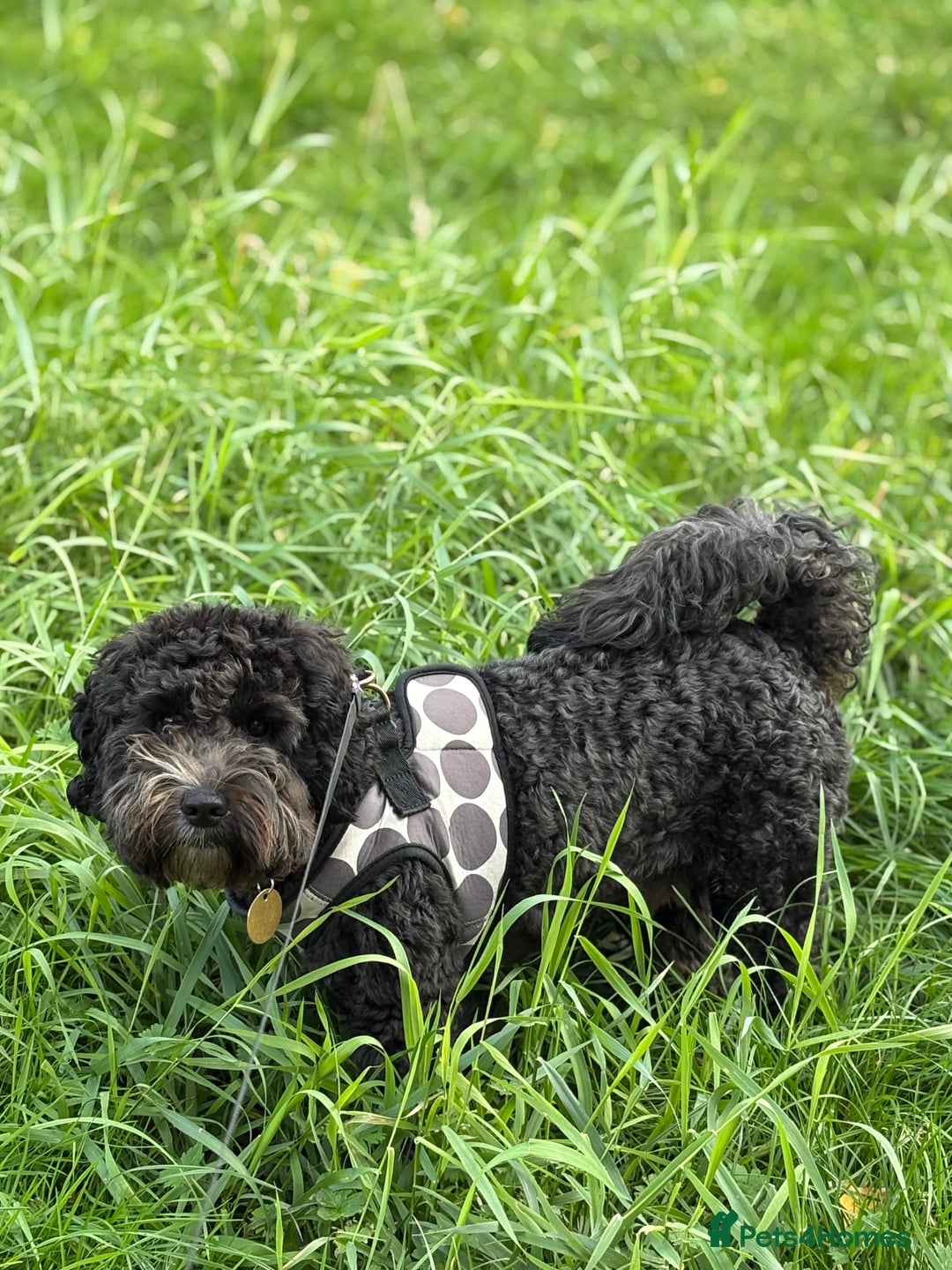 Cockapoo dogs for stud: Friendly and cuddly Cockerpoo, Ringo, for stud.  - Image 2