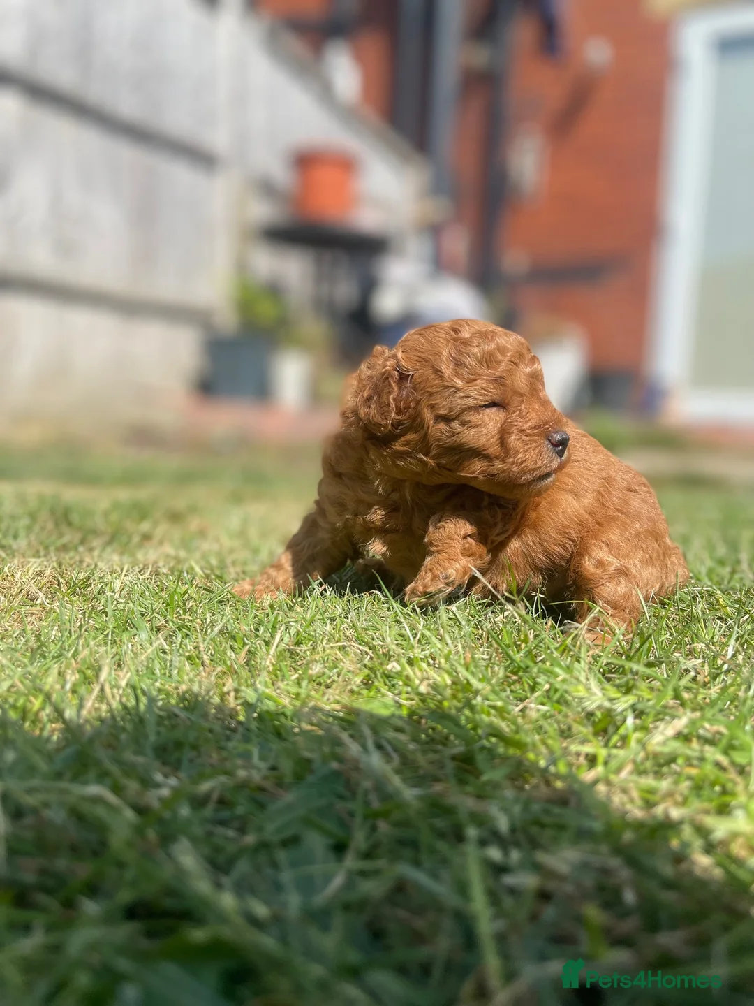Poochon dogs for sale: Red Toy Poodle with an 1/8 Bichon in Liversedge - Advert 2