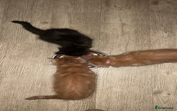 Maine Coon cats for sale: 2 Ginger Maine Coon females  - Image 4