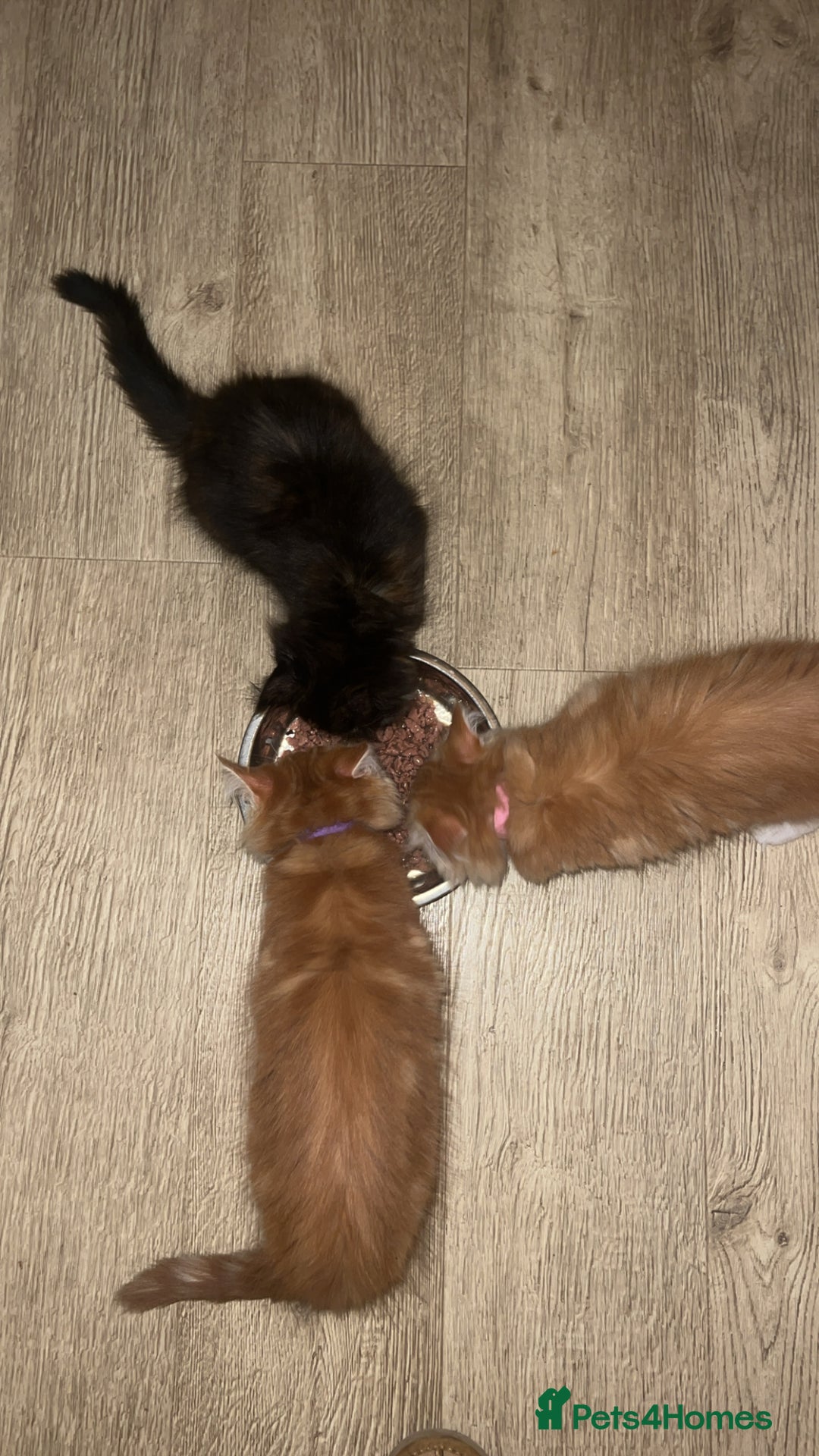 Maine Coon cats for sale: 2 Ginger Maine Coon females  - Image 4