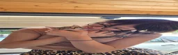 British Shorthair cats for sale: 3 Beautiful kittens  in Wickford - Advert 6