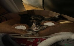 British Shorthair cats for sale: BEAUTIFUL BRITISH SHORT HAIRS - Image 13