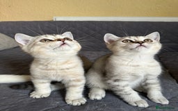 British Shorthair cats for sale: 5 Stunning British Shorthair - Image 25