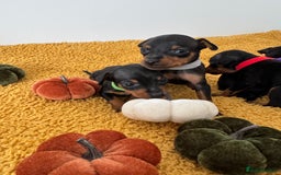 Miniature Pinscher dogs for sale: Miniature Pincher Puppies  - Image 9