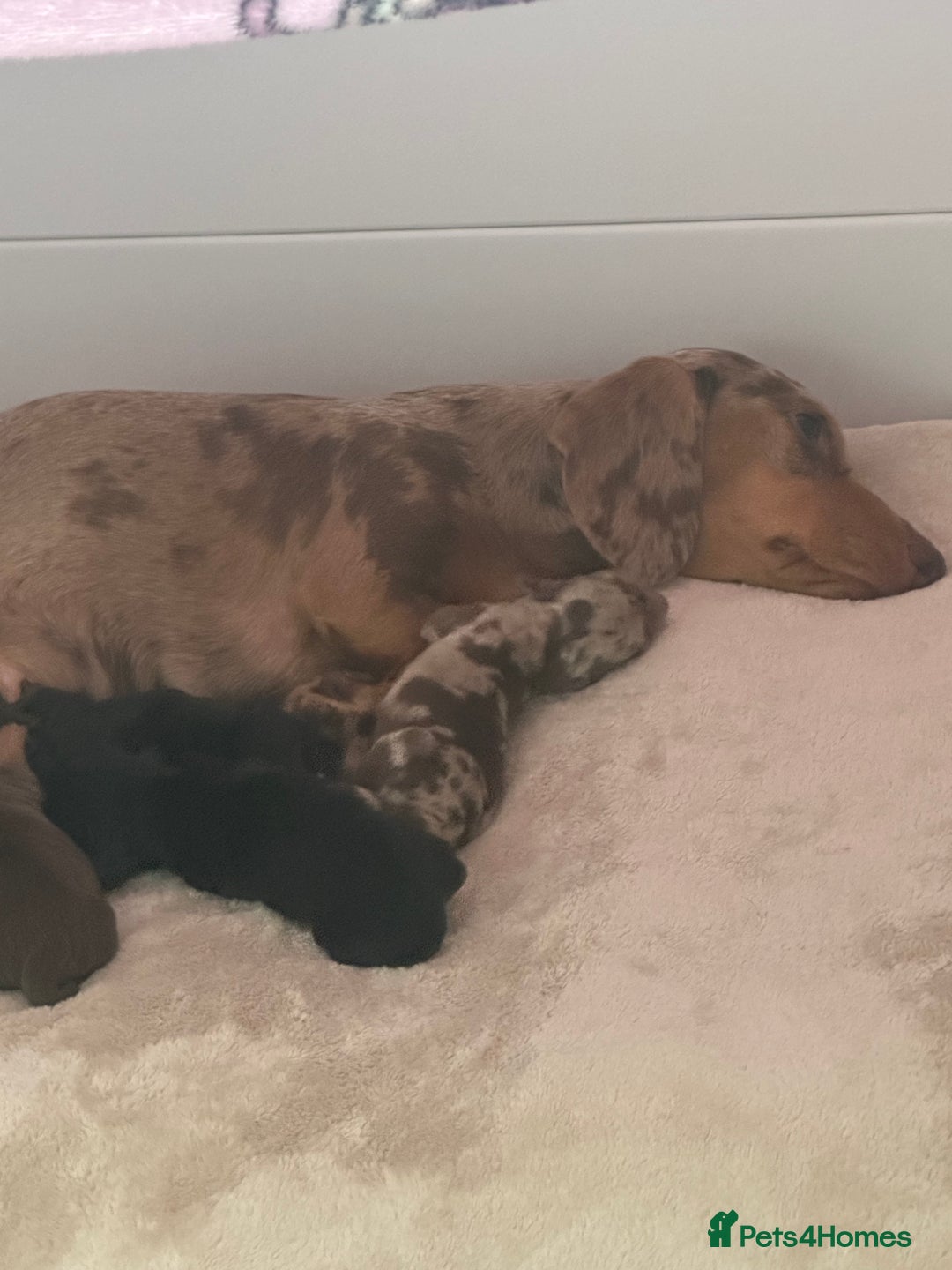 Miniature Dachshund dogs for sale: Miniature daschunds   - Image 5
