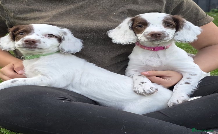 English Springer Spaniel dogs - Advert 6