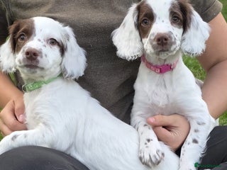 English Springer Spaniel dogs - Advert 5