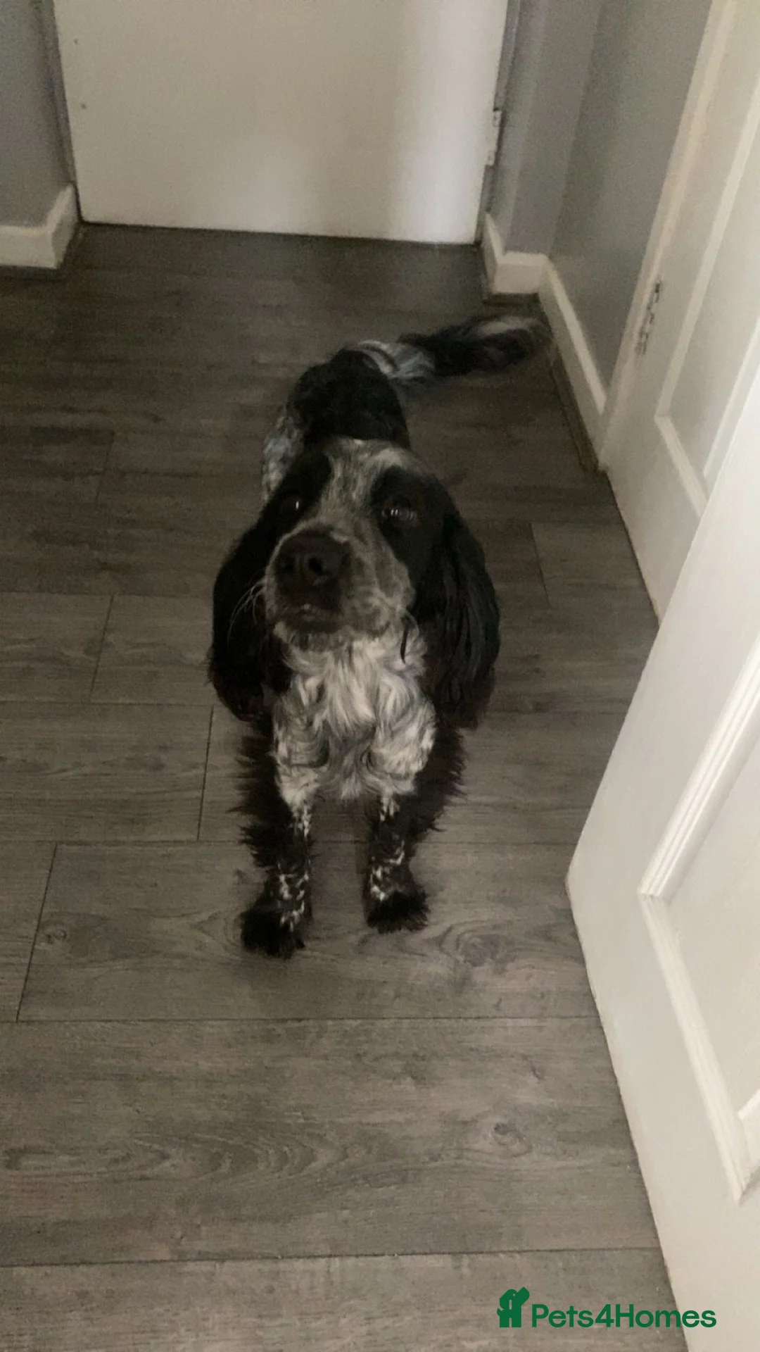 Cocker Spaniel dogs for stud: Dubie  - Advert 14