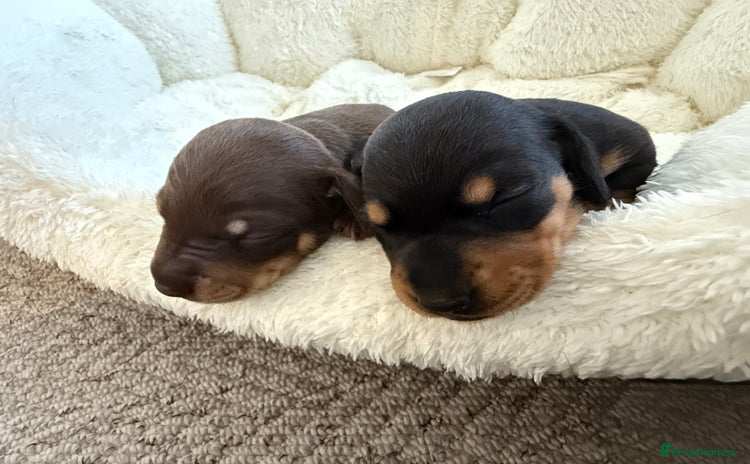 Miniature Dachshund dogs - Advert 15