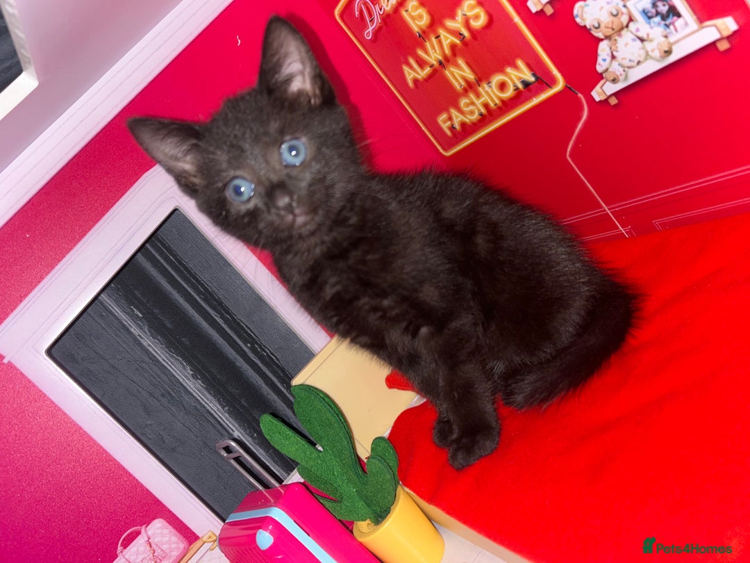 Bengal cats for sale: Bengal Cross - Image 8