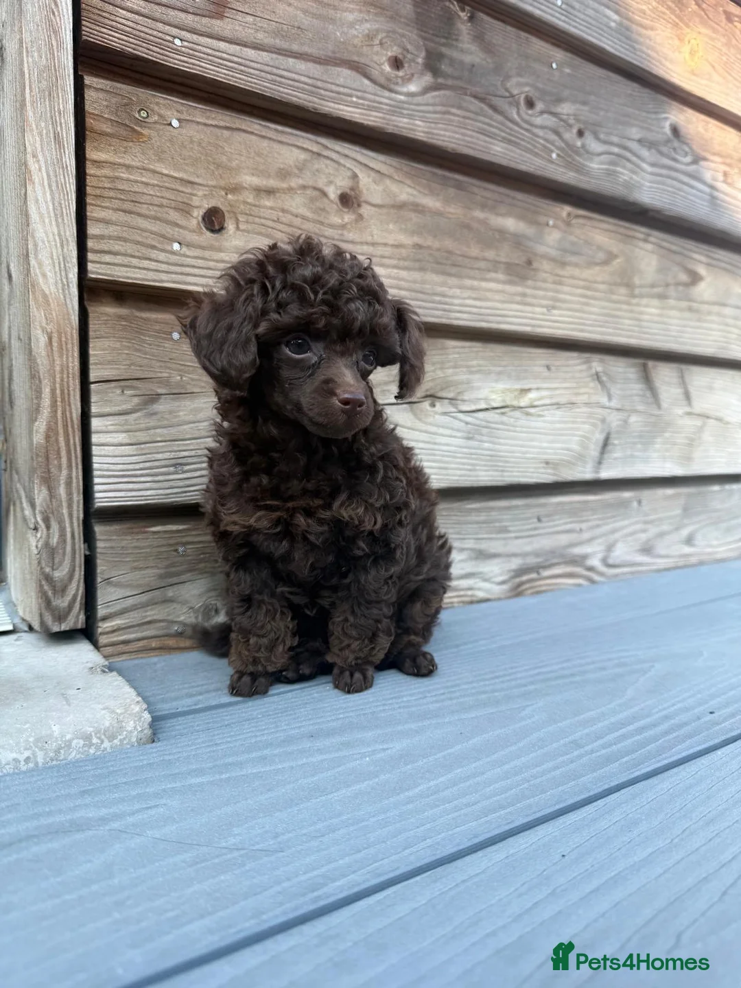 Toy Poodle dogs for sale: RKC Toy poodle in Aberdeen - Advert 2