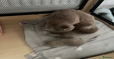 British Shorthair cats - Advert 8