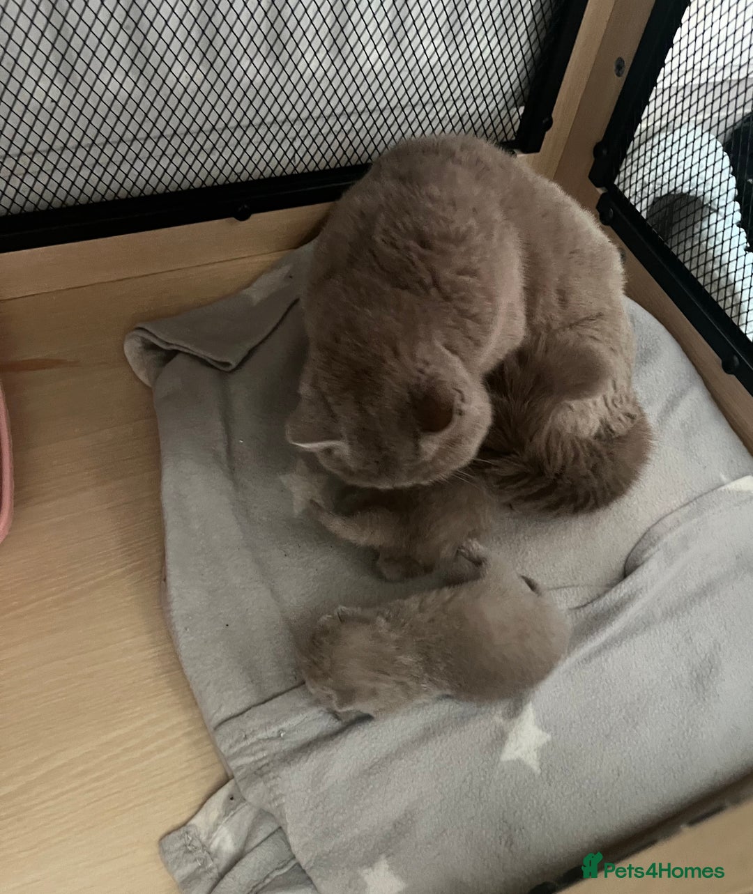 British Shorthair cats for sale: Female lilac fully health checked bsh - Image 10