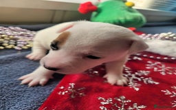 Parson Russell dogs for sale: Parsons terrier 3 boys 1 girl - Advert 8