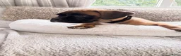 Boxer dogs for sale: Boxer lovers only  in Worcester - Advert 11