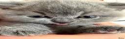 British Shorthair cats for sale: British shorthair kittens for sale  - Advert 8