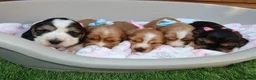 Cocker Spaniel dogs for sale: Beautiful show type cocker spaniel puppy’s  - Advert 13
