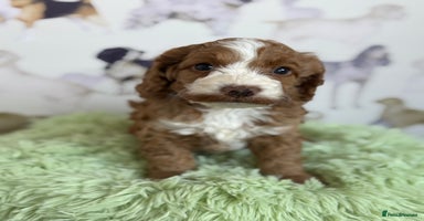 Cockapoo dogs - Advert 4