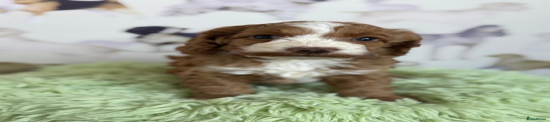 Cockapoo Puppy 1