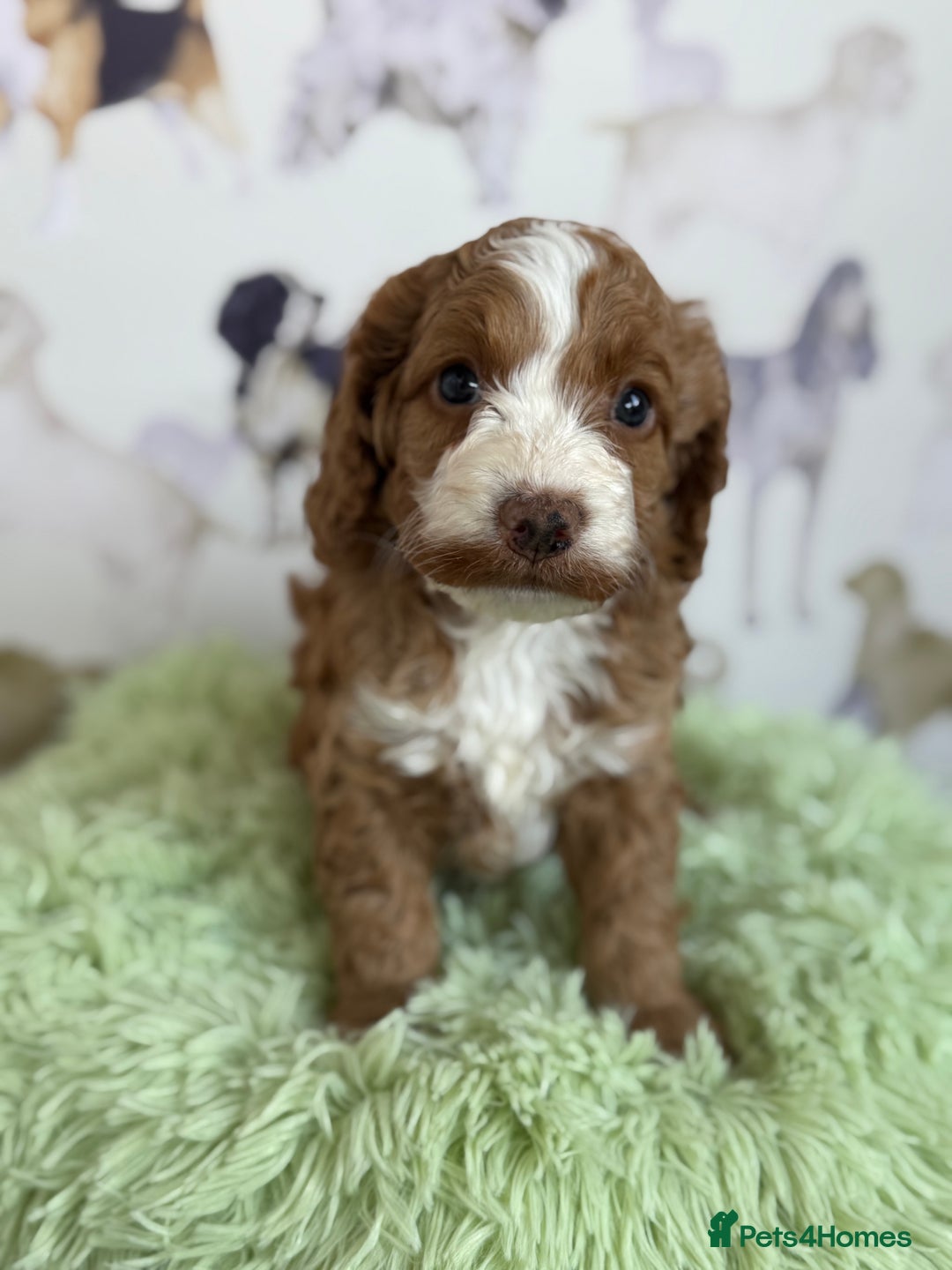 Cockapoo dogs for sale: F1 Cockapoo’s **fully health tested parents** - Image 2