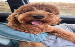 Goldendoodle dogs for stud: Showstopper Goldendoodle for stud - Image 2