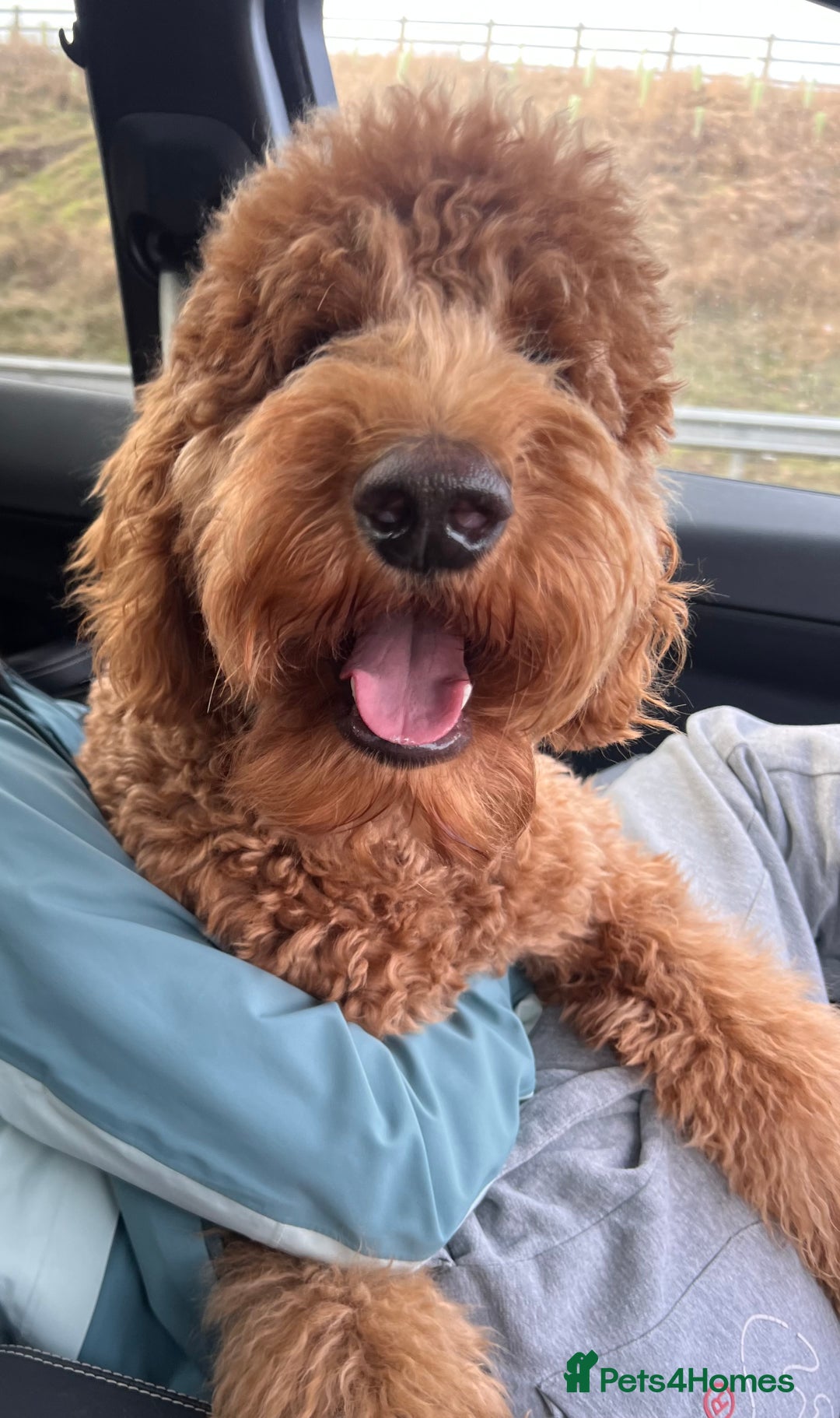 Goldendoodle dogs for stud: Showstopper Goldendoodle for stud - Image 2