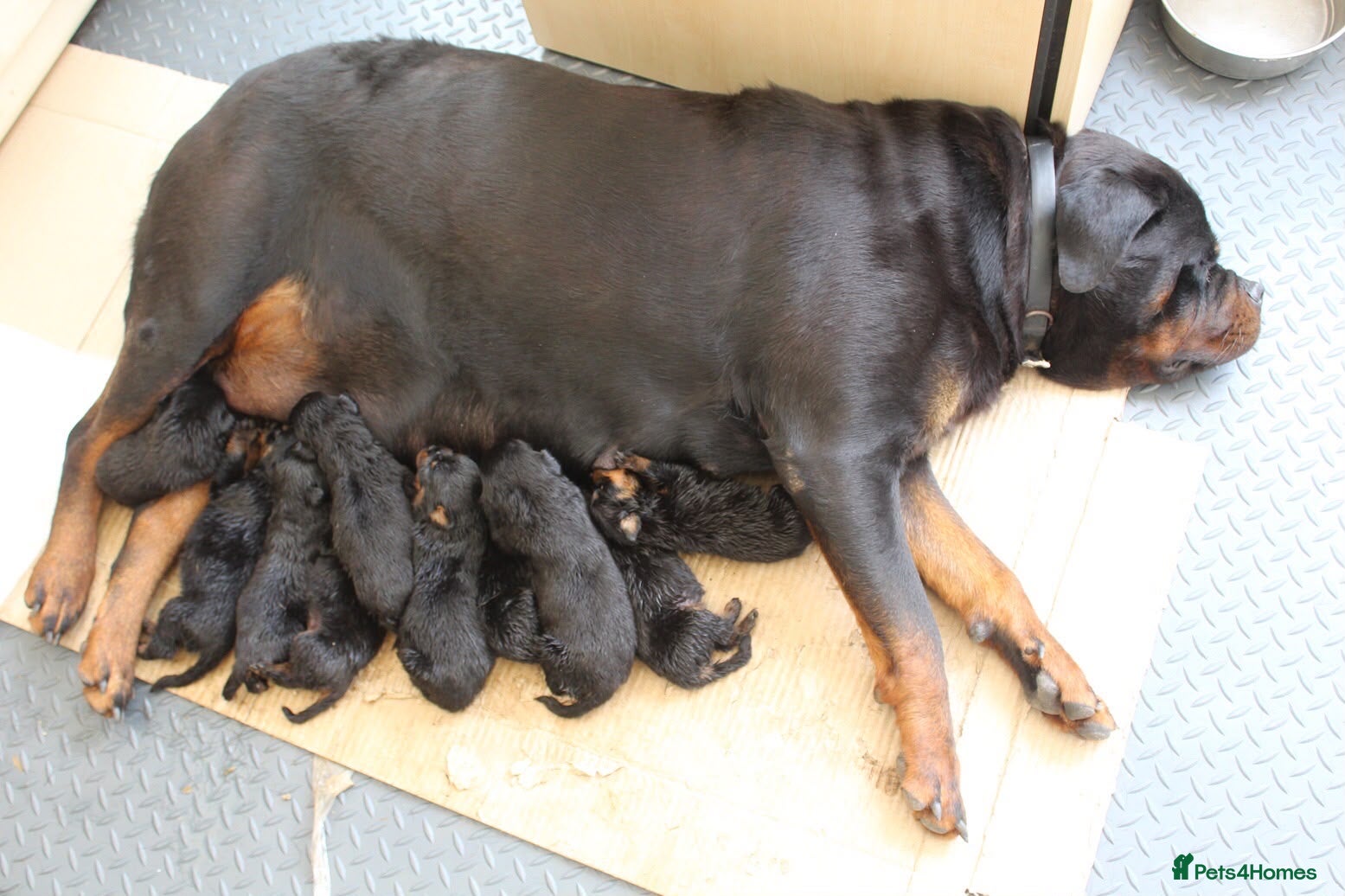 Rottweiler dogs Exceptional KC Pedigree Rottweilers - Advert 2