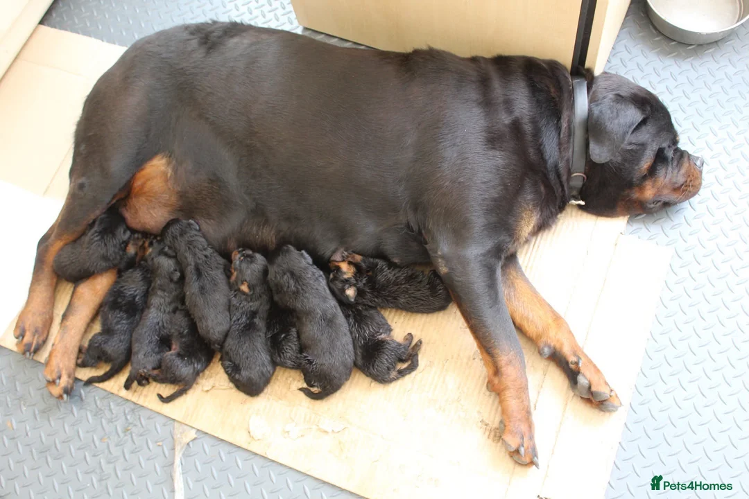 Rottweiler dogs for sale: Exceptional KC Pedigree Rottweilers - Advert 2